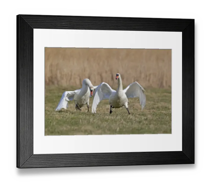Framed Print : Mute Swan (Cygnus olor) two adult males, one chasing other rival from territory on grazing marsh, Suffolk, England Framed Print : Mute Swan (Cygnus olor) two adult males, one chasing other rival from territory on grazing marsh, Suffolk, England