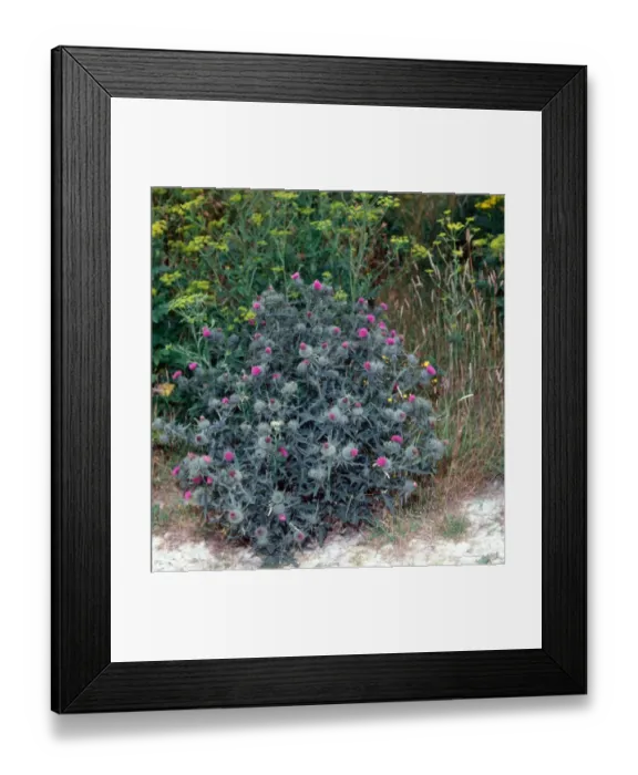 Framed Print : Spear Thistle (Cirsium vulgare) Close up of plant in flower Framed Print : Spear Thistle (Cirsium vulgare) Close up of plant in flower