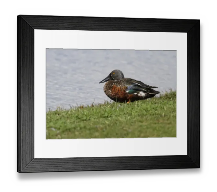 Framed Print : Australasian Shoveler (Anas rhynchotis) adult male, standing at edge of water, Perth, Western Australia, Australia Framed Print : Australasian Shoveler (Anas rhynchotis) adult male, standing at edge of water, Perth, Western Australia, Australia