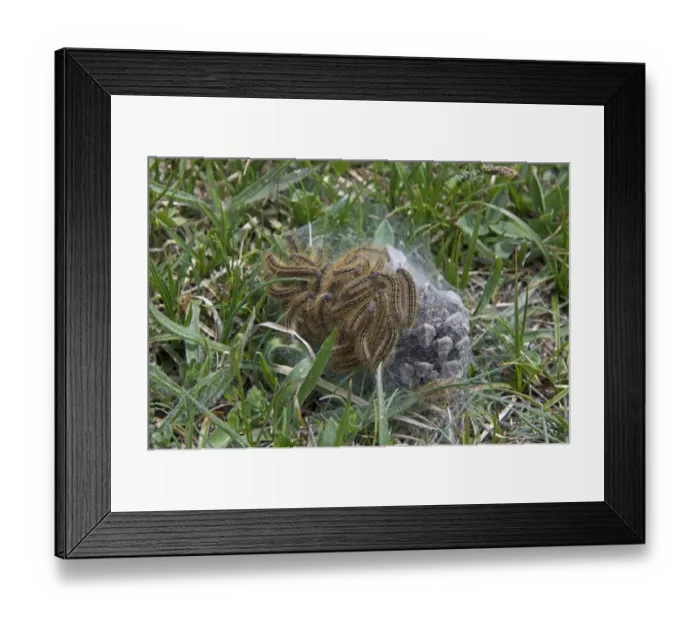 Framed Print : Lackey Moth (Malacosoma neustria) caterpillars, on silken tent covering cone, Vercors, Rhone-Alpes, France, may
