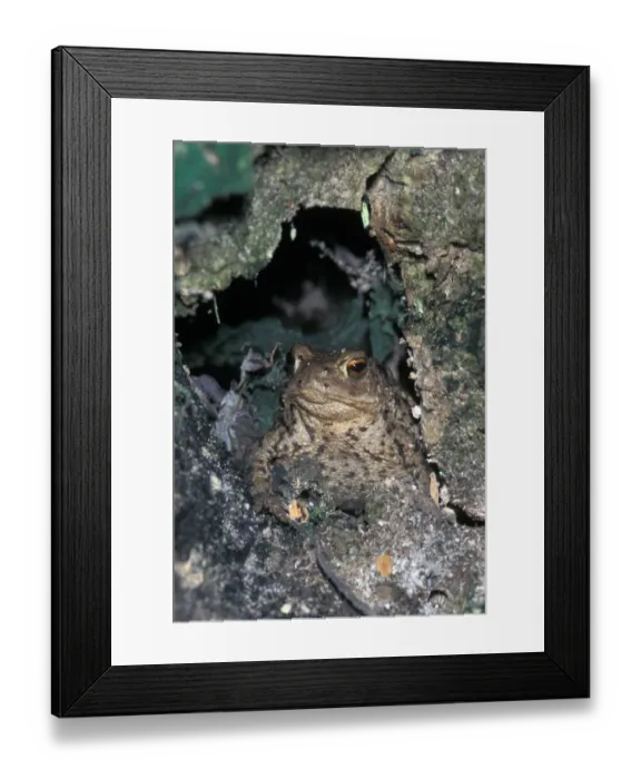 Framed Print : Common Toad (Bufo bufo) Framed Print : Common Toad (Bufo bufo)