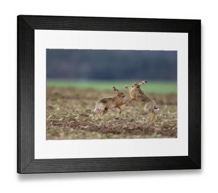 Framed Print : European Hare (Lepus europaeus) adult pair, boxing, female fighting off male in field, Berwickshire, Scottish Borders Framed Print : European Hare (Lepus europaeus) adult pair, boxing, female fighting off male in field, Berwickshire, Scottish Borders