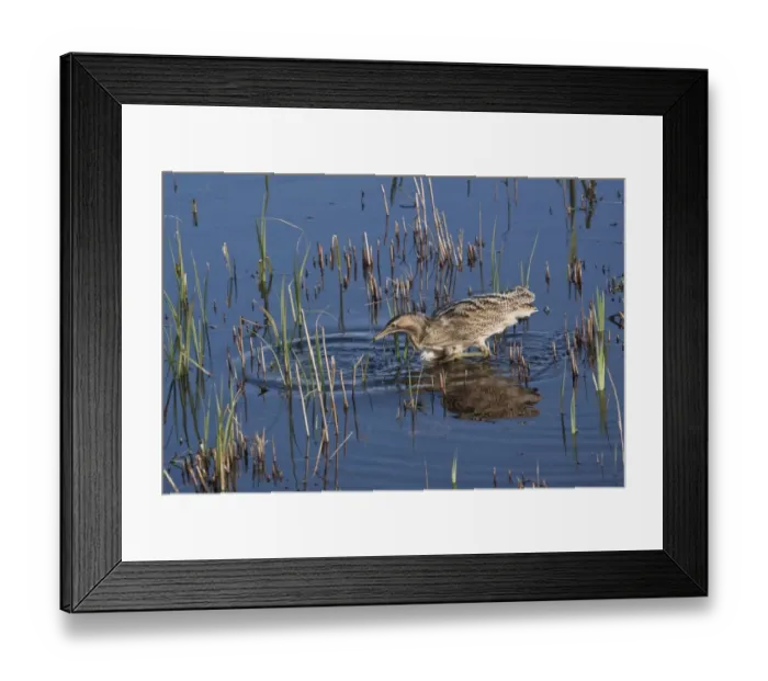 Framed Print : Great Bittern catching a small fish at RSPB Minsmere, Suffolk Framed Print : Great Bittern catching a small fish at RSPB Minsmere, Suffolk