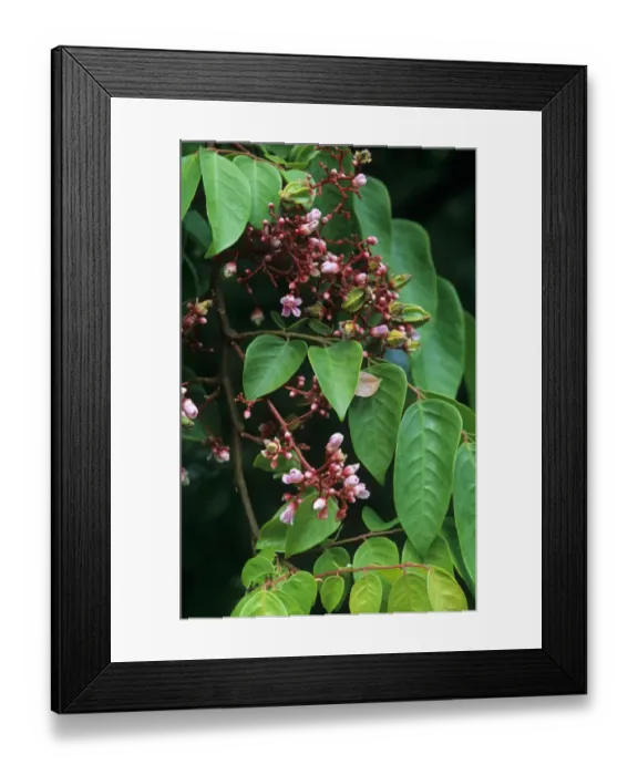 Framed Print : Carambola (Averrhoa carambola) close-up of flowers, young fruit and leaves
