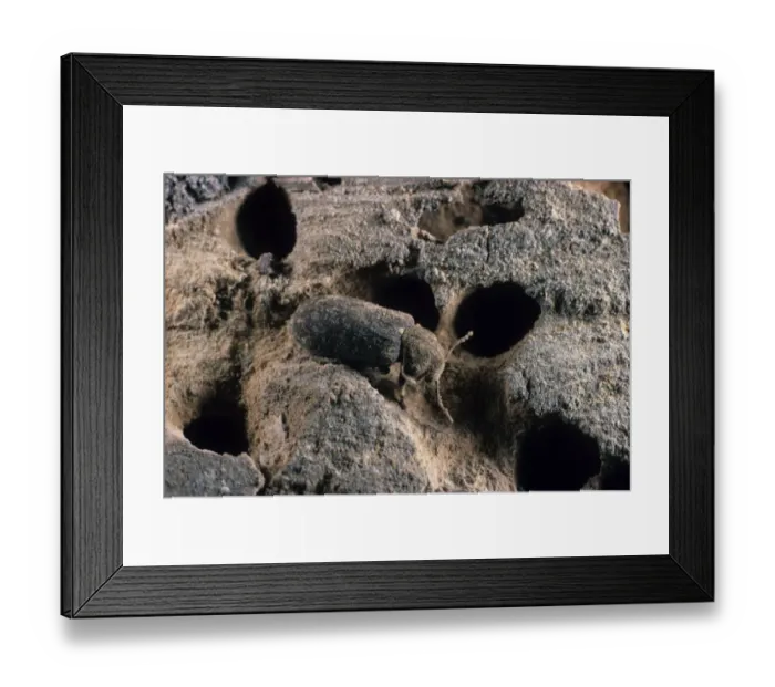 Framed Print : Death-watch Beetle (Xestobium rufovillosum) adult, in galleries of infested timber, Oxfordshire, England