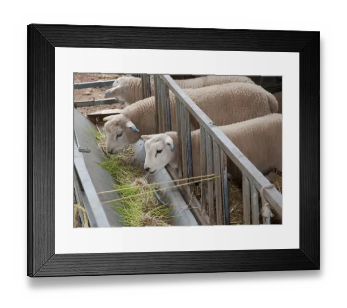 Framed Print : Domestic Sheep, lambs, feeding on Barley (Hordeum vulgare) hydroponic growing system crop of sprouted seedlings at five Framed Print : Domestic Sheep, lambs, feeding on Barley (Hordeum vulgare) hydroponic growing system crop of sprouted seedlings at five