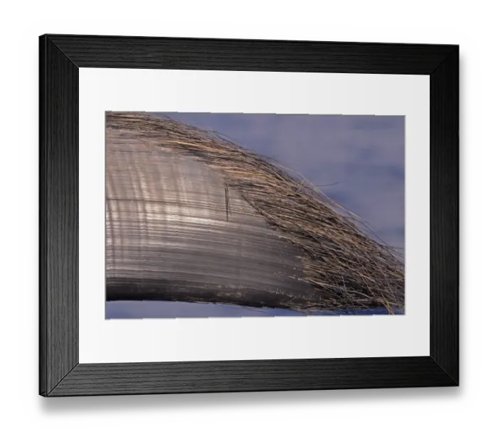 Framed Print : Blue Whale (Balaenoptera musculus) baleen plate, Maldives, march Framed Print : Blue Whale (Balaenoptera musculus) baleen plate, Maldives, march