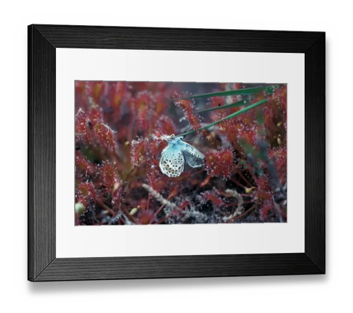 Framed Print : Sundew (Drosera rotundifolia) Common Blue butterfly (Polymmatus icarus) caught on plant