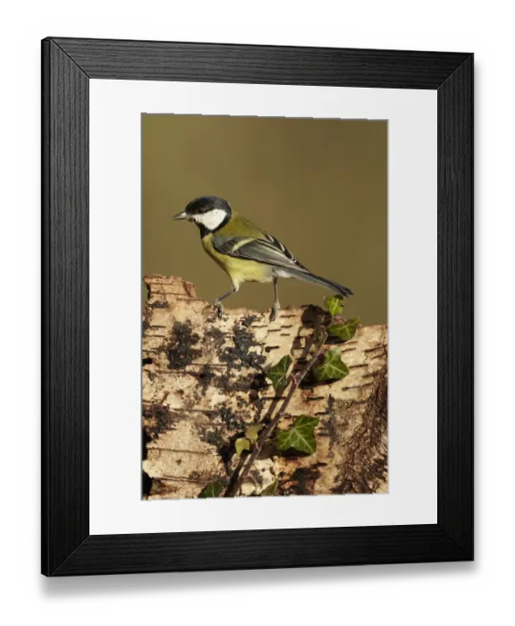 Framed Print : Great Tit (Parus major) adult, perched on Silver Birch (Betula pendula) stump, Shropshire, England, december