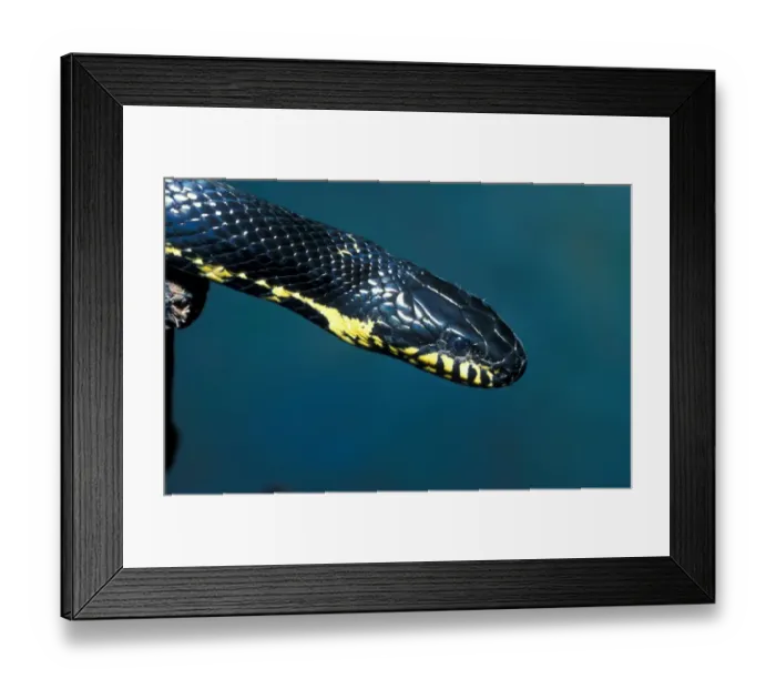 Framed Print : Snake - Rat Russian (Elaphe schrenski) Close-up of head