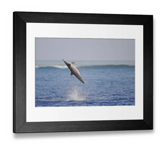 Framed Print : Spinner Dolphin (Stenella longirostris) adult, leaping and spinning out of water, Maldives, march Framed Print : Spinner Dolphin (Stenella longirostris) adult, leaping and spinning out of water, Maldives, march