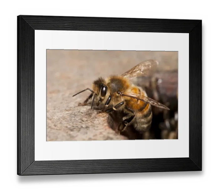 Framed Print : Western Honey Bee (Apis mellifera) worker, leaving nest to go foraging, nesting in Thames Water hydrant chamber Framed Print : Western Honey Bee (Apis mellifera) worker, leaving nest to go foraging, nesting in Thames Water hydrant chamber