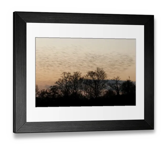 Framed Print : Common Starling (Sturnus vulgaris) flock, in roosting flight over trees at sunset, blurred movement, Faversham, Kent