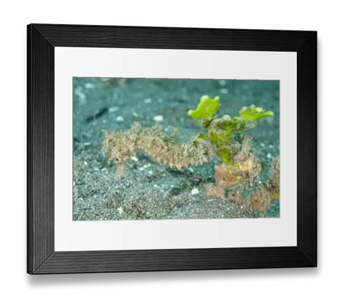 Framed Print : Moluccan Seahorse (Hippocampus moluccensis) adult, resting, Manado, Northeast Sulawesi, Indonesia Framed Print : Moluccan Seahorse (Hippocampus moluccensis) adult, resting, Manado, Northeast Sulawesi, Indonesia