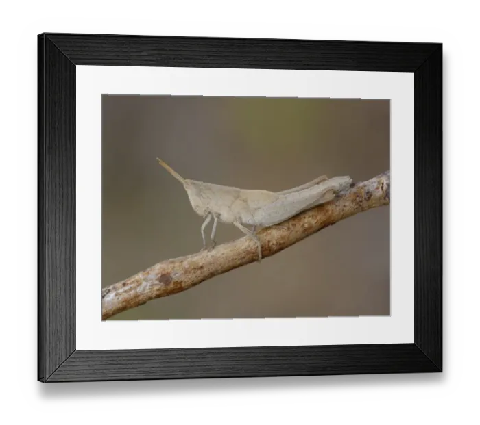 Framed Print : Upland Heath Grasshopper (Rhitzala modesta) adult, resting on twig, Western Australia, Australia Framed Print : Upland Heath Grasshopper (Rhitzala modesta) adult, resting on twig, Western Australia, Australia