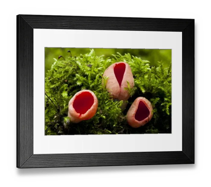 Framed Print : Scarlet Elf Cup (Sarcoscypha austriaca) fruiting bodies, growing from moss covered dead wood Framed Print : Scarlet Elf Cup (Sarcoscypha austriaca) fruiting bodies, growing from moss covered dead wood