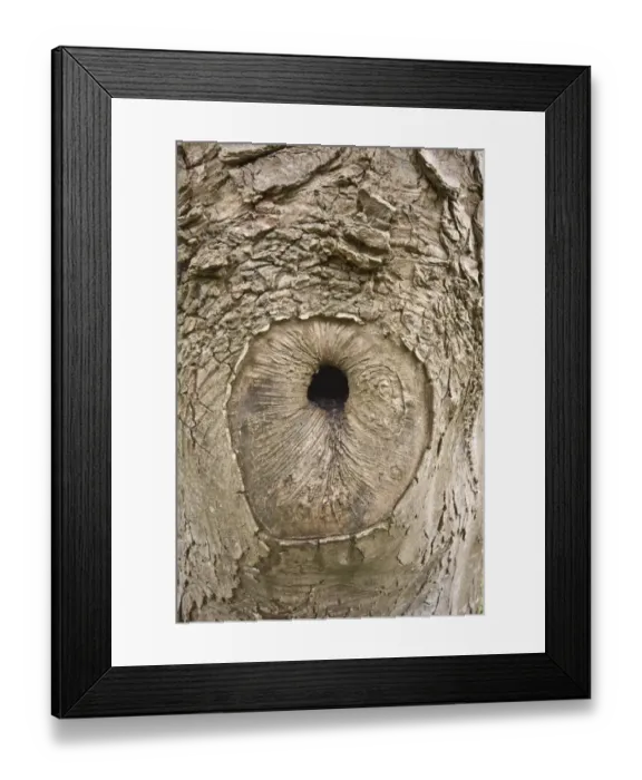 Framed Print : A natural hole formed when a tree branch has broken off and the tree slowly grows over the damaged area Framed Print : A natural hole formed when a tree branch has broken off and the tree slowly grows over the damaged area