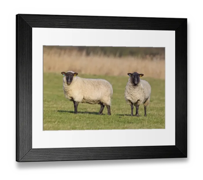 Framed Print : Domestic Sheep, Suffolk mules, two ewes, standing in coastal grazing marsh, Suffolk, England, january Framed Print : Domestic Sheep, Suffolk mules, two ewes, standing in coastal grazing marsh, Suffolk, England, january