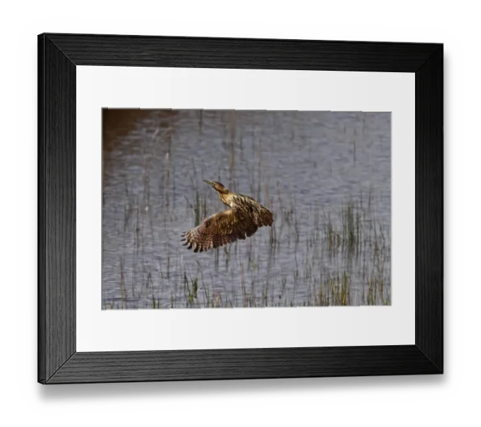Framed Print : Great Bittern flying over reedbeds at RSPB Minsmere, Suffolk Framed Print : Great Bittern flying over reedbeds at RSPB Minsmere, Suffolk