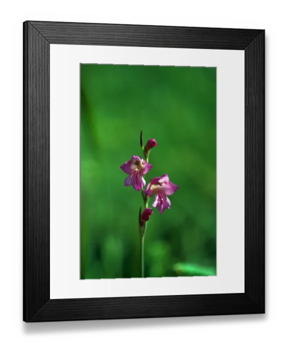 Framed Print : Gladiolus (Gladiolus communis) Framed Print : Gladiolus (Gladiolus communis)