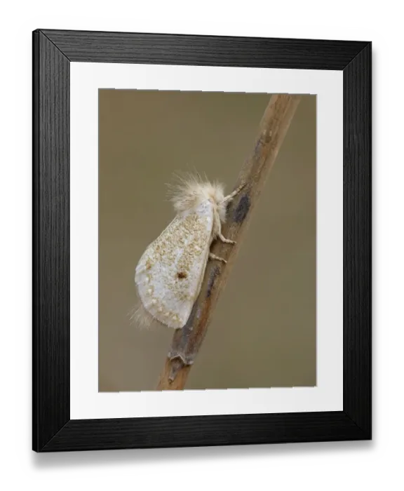 Framed Print : White Epicoma Moth (Epicoma argentata) adult male, roosting on eucalyptus stick, Western Australia, Australia Framed Print : White Epicoma Moth (Epicoma argentata) adult male, roosting on eucalyptus stick, Western Australia, Australia