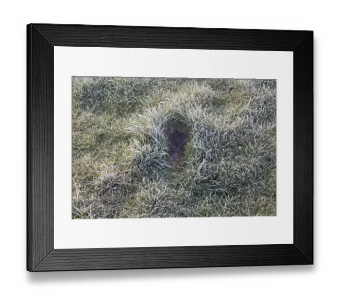Framed Print : European Hare (Lepus europaeus) form, in frost covered grass, Suffolk, England, march Framed Print : European Hare (Lepus europaeus) form, in frost covered grass, Suffolk, England, march