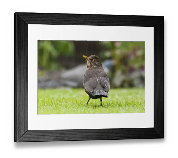 Framed Print : European Blackbird (Turdus merula) adult female, foraging on garden lawn during rainfall, Belvedere, Bexley, Kent Framed Print : European Blackbird (Turdus merula) adult female, foraging on garden lawn during rainfall, Belvedere, Bexley, Kent
