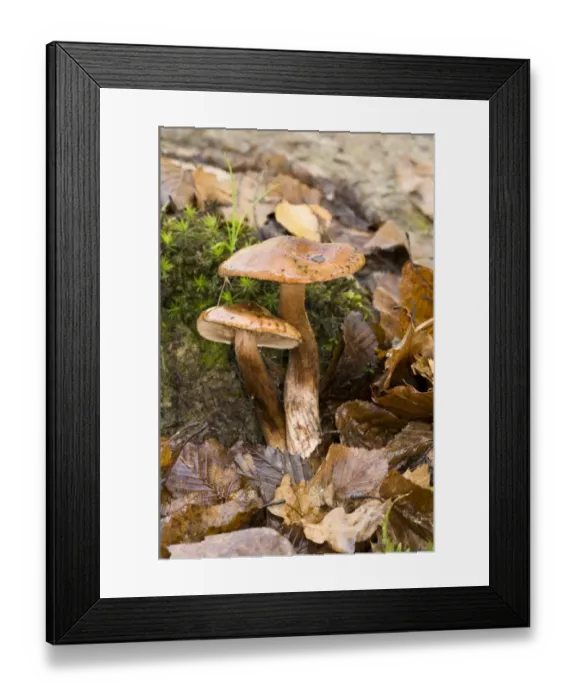 Framed Print : Burnt Knight (Tricholoma ustale) fruiting bodies, growing amongst leaf litter, Brede High Woods, West Sussex, England Framed Print : Burnt Knight (Tricholoma ustale) fruiting bodies, growing amongst leaf litter, Brede High Woods, West Sussex, England
