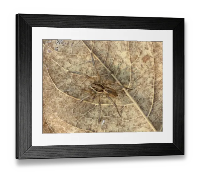 Framed Print : Dark Wolfspider (Lycosa godeffroyi) adult, walking amongst leaf litter, Western Australia, Australia Framed Print : Dark Wolfspider (Lycosa godeffroyi) adult, walking amongst leaf litter, Western Australia, Australia