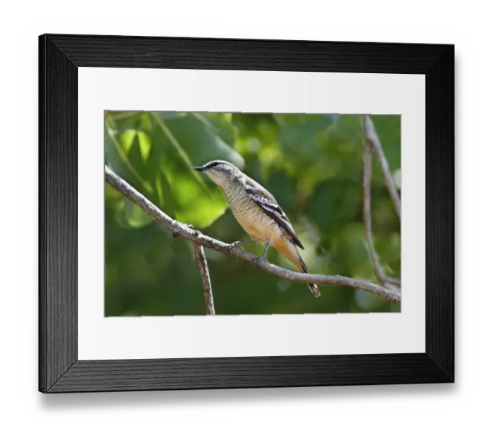 Framed Print : Varied Triller (Lalage leucomela) adult female, perched on twig, Kakadu N. P. Northern Territory, Australia Framed Print : Varied Triller (Lalage leucomela) adult female, perched on twig, Kakadu N. P. Northern Territory, Australia