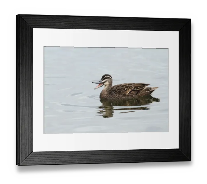 Framed Print : Pacific Black Duck (Anas superciliosa) adult male, calling and swimming on lake in parkland, Perth, Western Australia Framed Print : Pacific Black Duck (Anas superciliosa) adult male, calling and swimming on lake in parkland, Perth, Western Australia