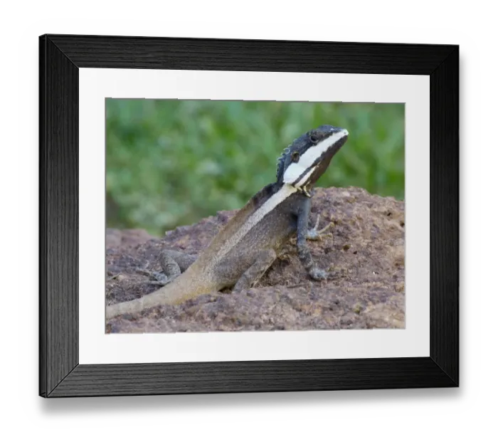 Framed Print : Northern Water Dragon (Lophognathus temporalis) adult male, standing on rock, Kakadu N. P. Northern Territory, Australia Framed Print : Northern Water Dragon (Lophognathus temporalis) adult male, standing on rock, Kakadu N. P. Northern Territory, Australia
