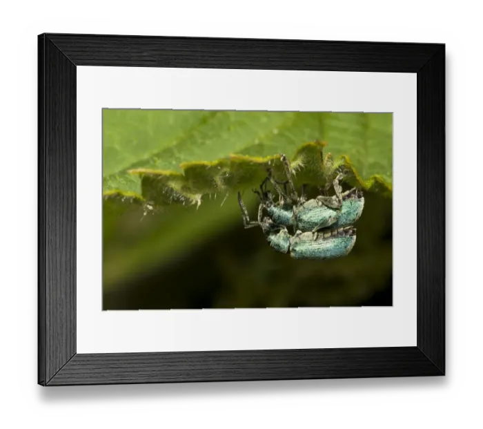 Framed Print : Nettle Weevil (Phyllobius pomaceus) adult pair, mating, on underside of Stinging Nettle (Urtica dioica) leaf
