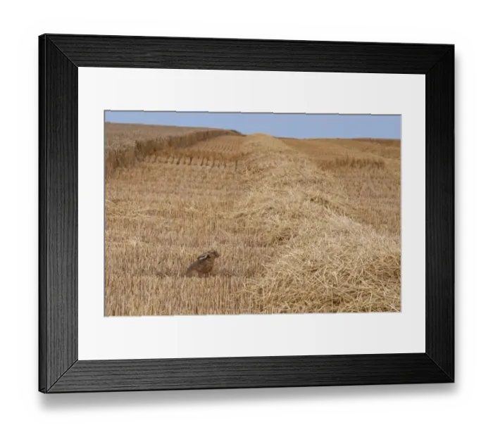 Framed Print : European Hare (Lepus europaeus) adult, sitting in wheat field during harvest, Isle of Sheppey, Kent, England, august Framed Print : European Hare (Lepus europaeus) adult, sitting in wheat field during harvest, Isle of Sheppey, Kent, England, august