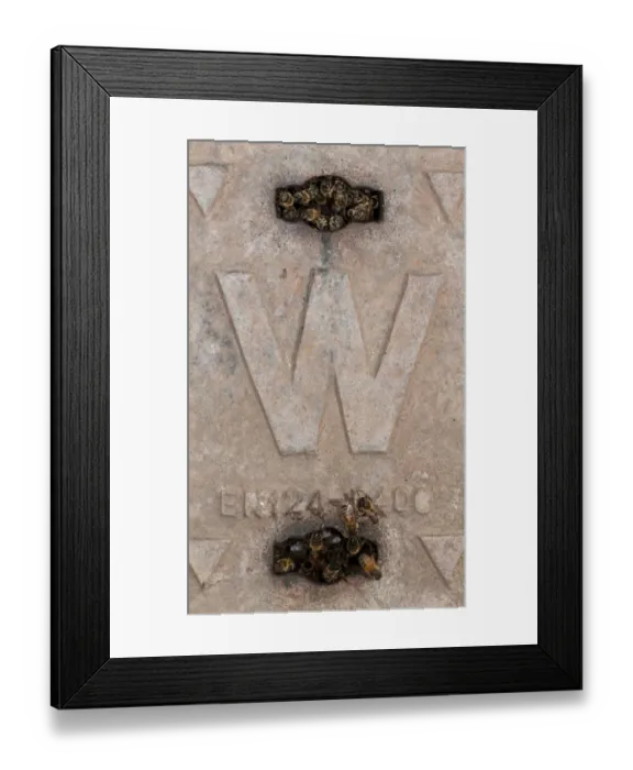 Framed Print : Western Honey Bee (Apis mellifera) workers, group at nest entrance, nesting in Thames Water hydrant chamber Framed Print : Western Honey Bee (Apis mellifera) workers, group at nest entrance, nesting in Thames Water hydrant chamber