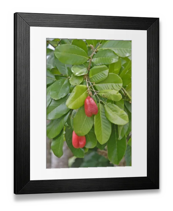 Framed Print : Ackee (Blighia sapida) close-up of fruit and leaves, Freedom, Jamaica, march Framed Print : Ackee (Blighia sapida) close-up of fruit and leaves, Freedom, Jamaica, march