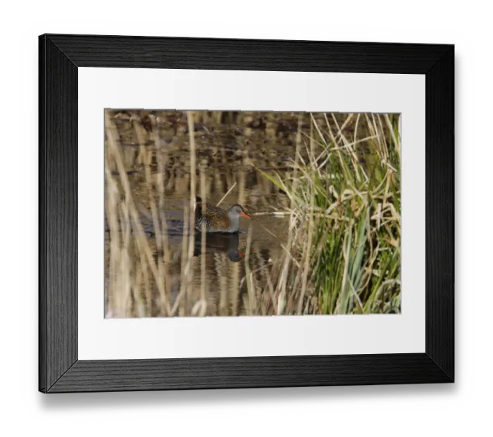 Framed Print : Water Rail crossing dyke between reed beds at RPSB Minsmere Suffolk Framed Print : Water Rail crossing dyke between reed beds at RPSB Minsmere Suffolk