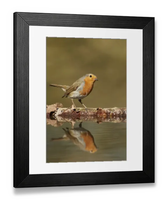 Framed Print : European Robin (Erithacus rubecula) adult, looking at reflection in woodland pool, South Yorkshire, England, march Framed Print : European Robin (Erithacus rubecula) adult, looking at reflection in woodland pool, South Yorkshire, England, march