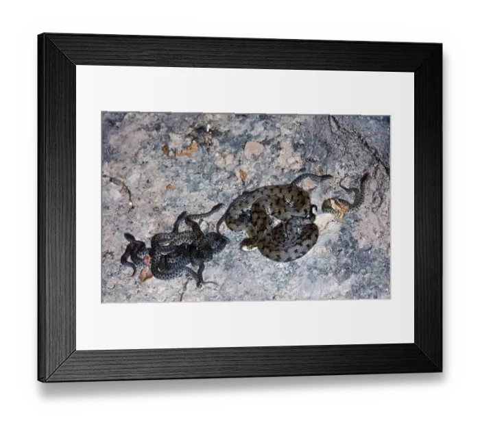 Framed Print : Snake - Viper Asp Italian (Vipera aspis francisciredi) On rock with young