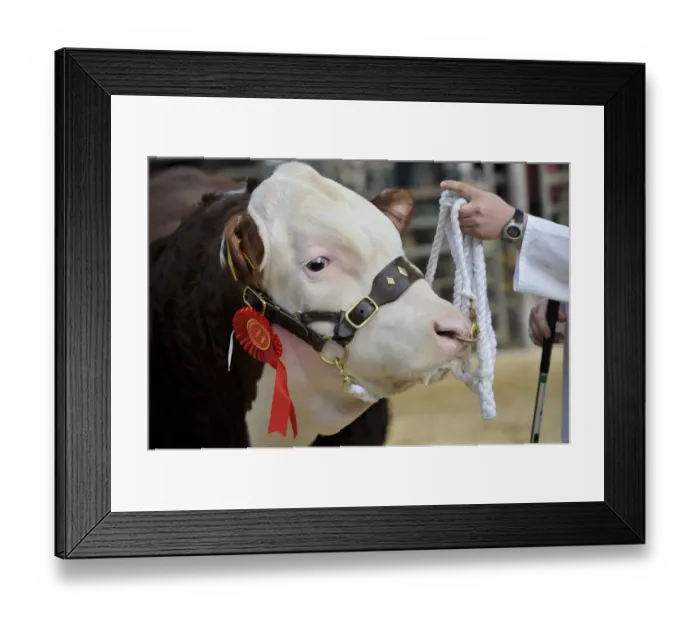 Framed Print : Domestic Cattle, Hereford cow, close-up of head with rosette, in show ring being held on nose ring and halter, England Framed Print : Domestic Cattle, Hereford cow, close-up of head with rosette, in show ring being held on nose ring and halter, England