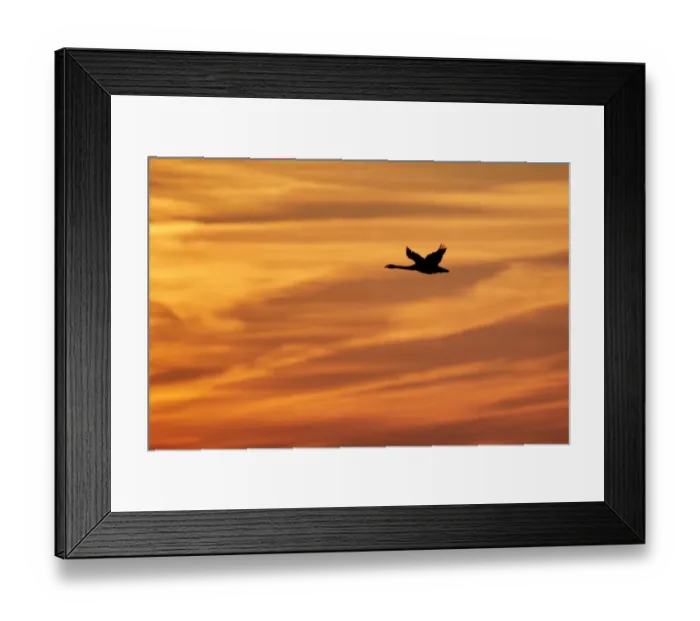 Framed Print : Whooper Swan (Cygnus cygnus) in flight, silhouetted at sunrise, Caerlaverock W. W. T
