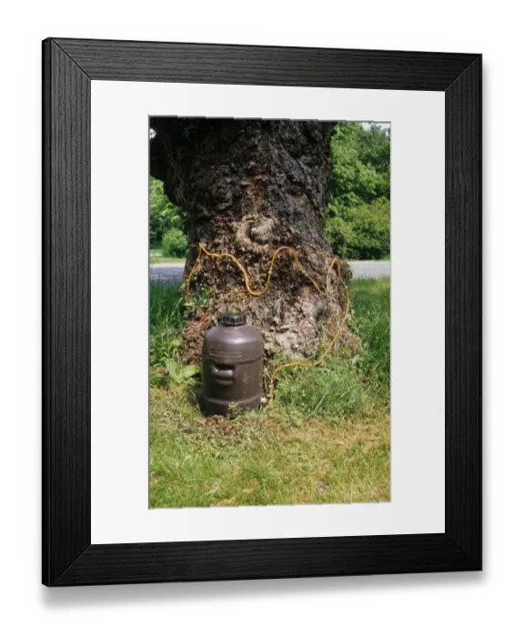 Framed Print : Chemical injection of fungicide into Elm (Ulmus sp. ) tree, England Framed Print : Chemical injection of fungicide into Elm (Ulmus sp. ) tree, England