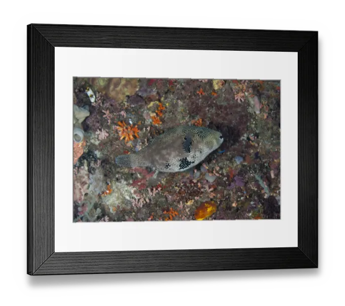 Framed Print : Map Pufferfish (Arothron mappa) adult, swimming over reef, Manado, Northeast Sulawesi, Indonesia Framed Print : Map Pufferfish (Arothron mappa) adult, swimming over reef, Manado, Northeast Sulawesi, Indonesia
