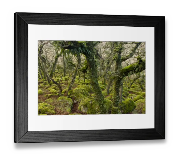 Framed Print : Ancient stunted Common Oak (Quercus sp. ) trees growing amongst moss covered boulders in moorland copse habitat Framed Print : Ancient stunted Common Oak (Quercus sp. ) trees growing amongst moss covered boulders in moorland copse habitat