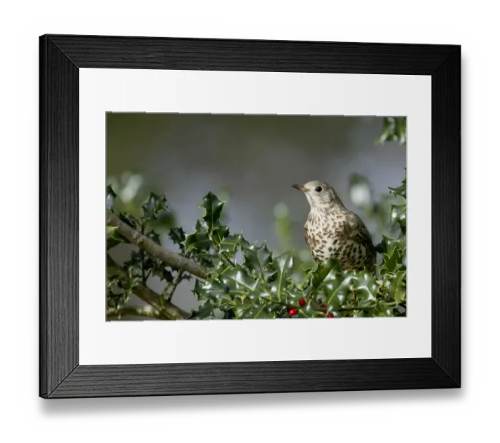 Framed Print : Mistle Thrush (Turdus viscivorus) adult, perched in European Holly (Ilex aquifolium) with berries, New Forest N. P