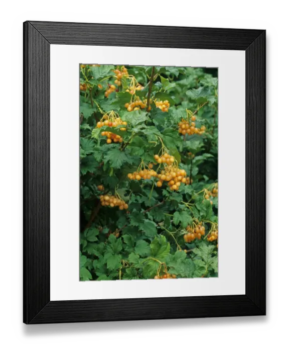 Framed Print : Guelder Rose (Viburnum opalus) Xanthocarpum, close-up of yellow berries and leaves, in garden, U. S. A. autumn Framed Print : Guelder Rose (Viburnum opalus) Xanthocarpum, close-up of yellow berries and leaves, in garden, U. S. A. autumn