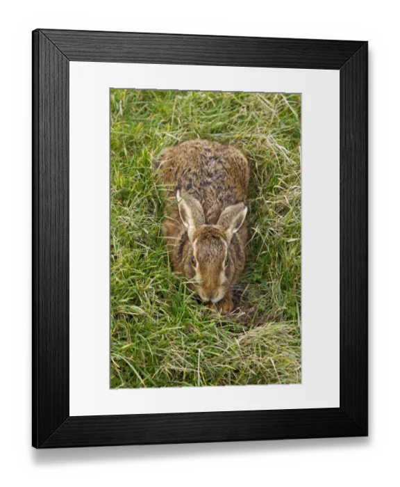 Framed Print : European Hare (Lepus europaeus) adult, resting in form in grass field, Suffolk, England, january