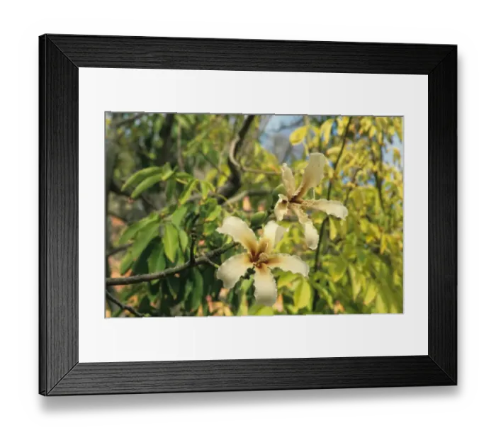 Framed Print : Silk Floss Tree (Ceiba speciosa) yellow form, close-up of flowers, Malta Framed Print : Silk Floss Tree (Ceiba speciosa) yellow form, close-up of flowers, Malta