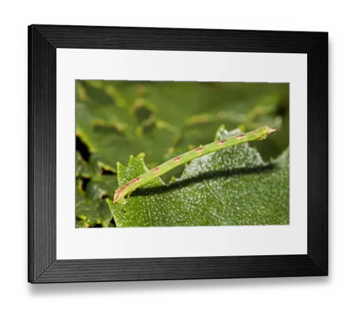 Framed Print : Beautiful Carpet (Mesoleuca albicillata) caterpillar, clamped onto leaf, Brede High Woods, West Sussex, England Framed Print : Beautiful Carpet (Mesoleuca albicillata) caterpillar, clamped onto leaf, Brede High Woods, West Sussex, England