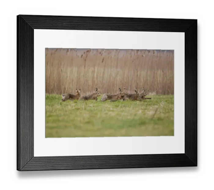 Framed Print : European Hare (Lepus europaeus) six adults, running, five males chasing one female, Suffolk, England, february